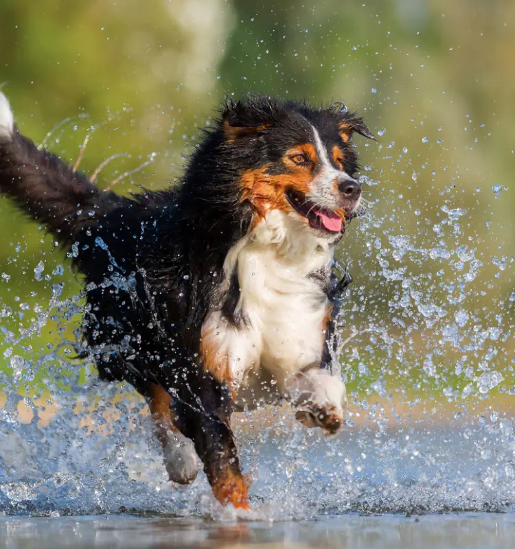全犬的医療とは?