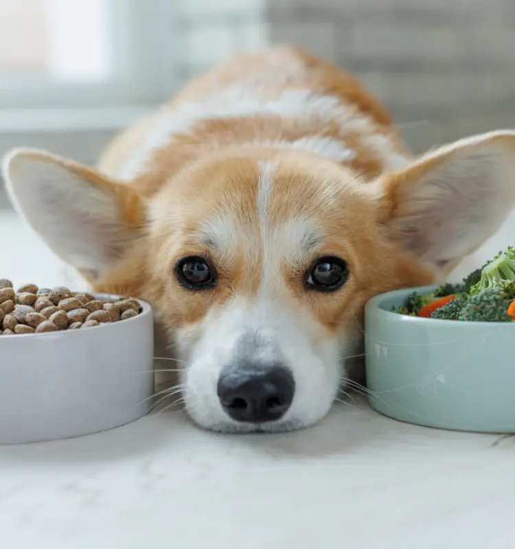 全犬的医療とは?