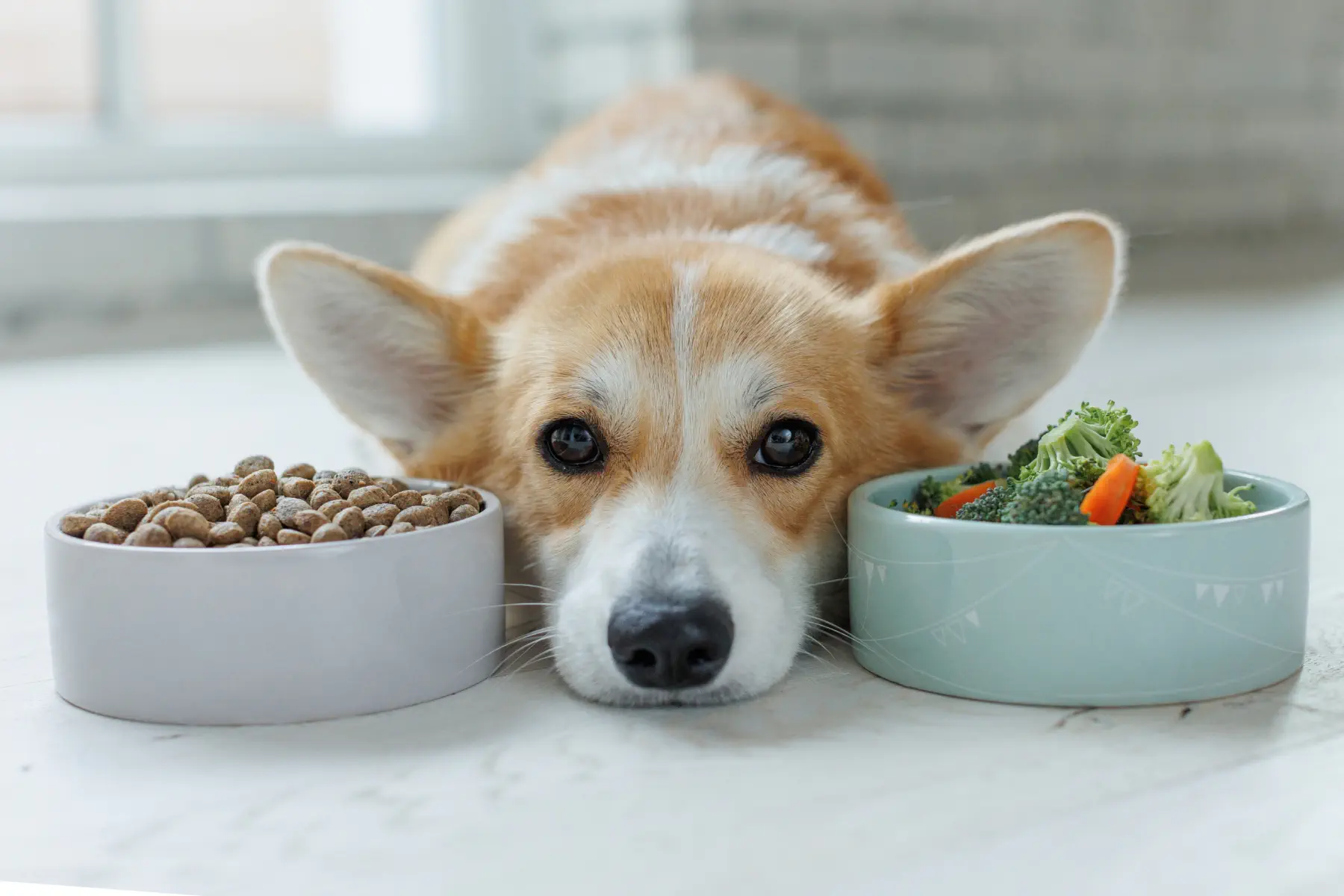 全犬的医療とは?
