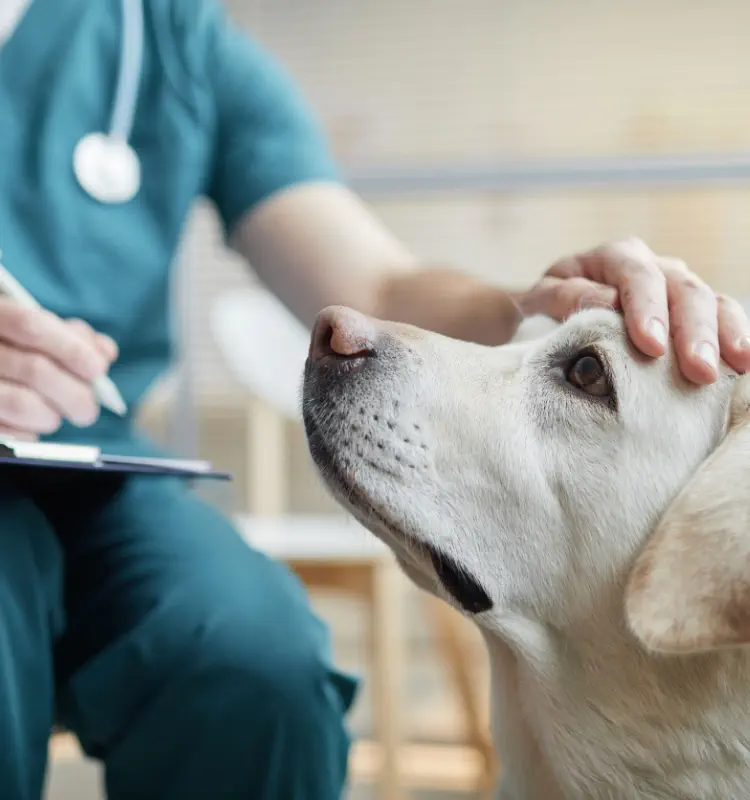 全犬的医療とは?