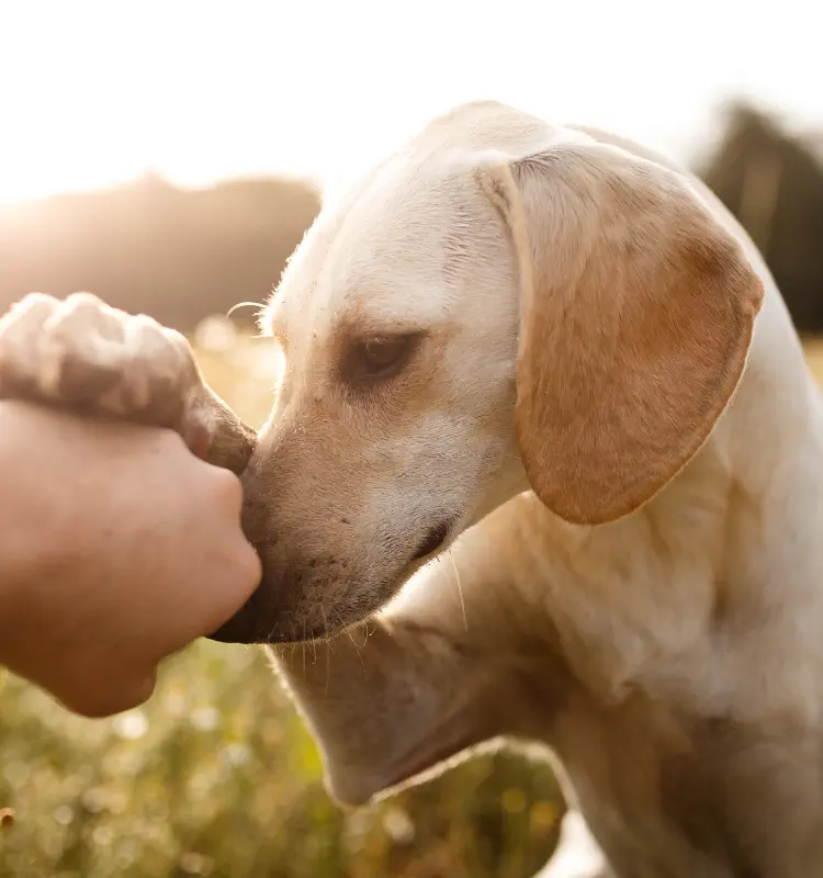 全犬的医療とは？