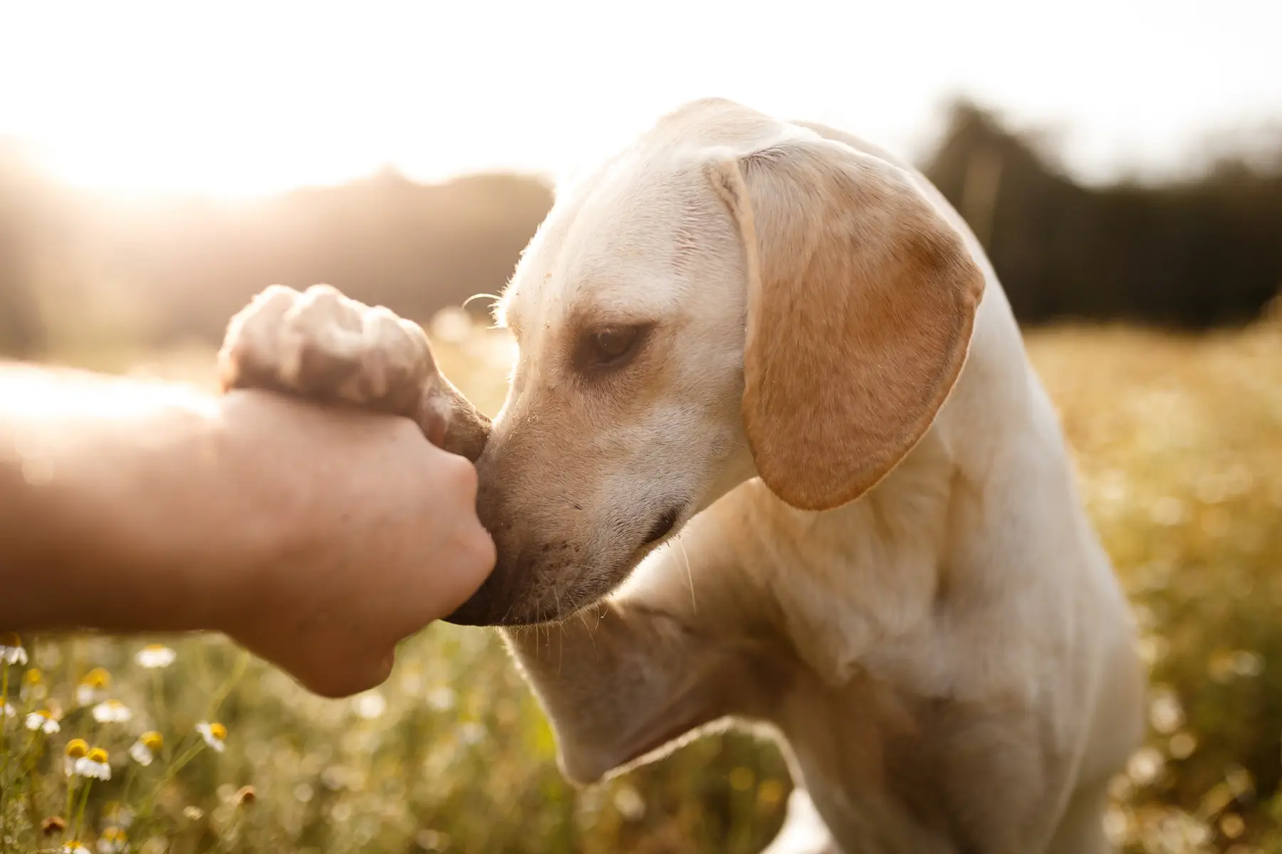 全犬的医療とは？